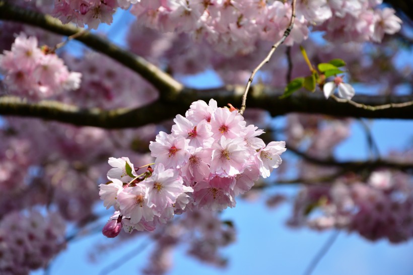 生機(jī)勃勃燦爛盛開(kāi)的櫻花圖片