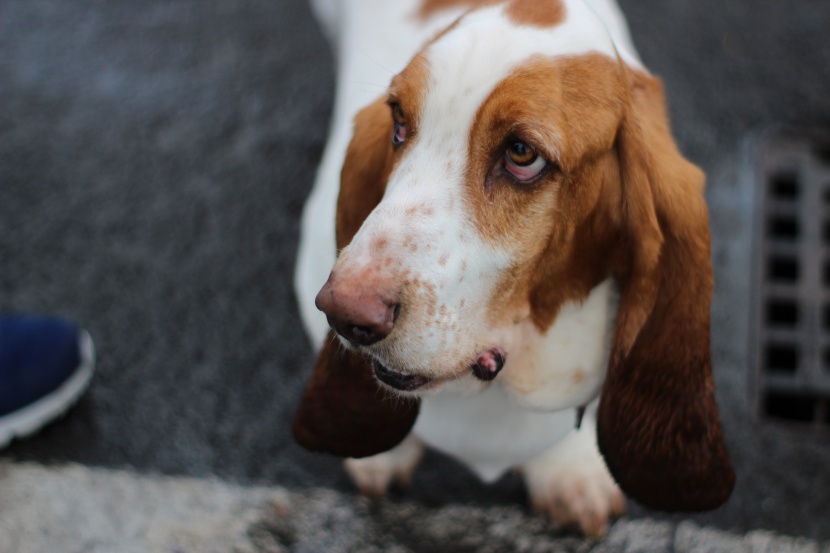 詼諧氣質(zhì)的巴吉度犬圖片