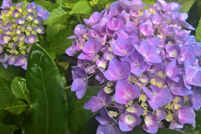 花團(tuán)錦簇的淡紫色八仙花圖片