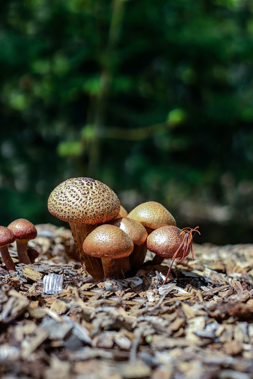 森林里的野生蘑菇图片