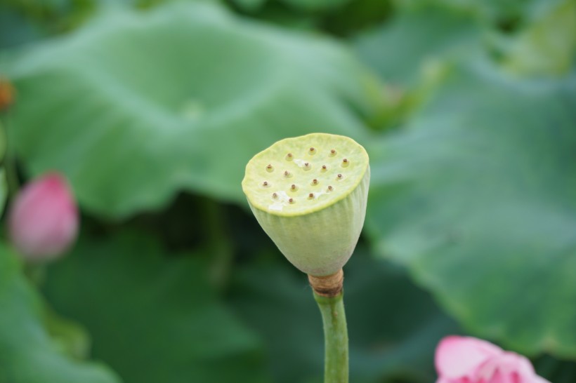 优雅端庄的荷花图片