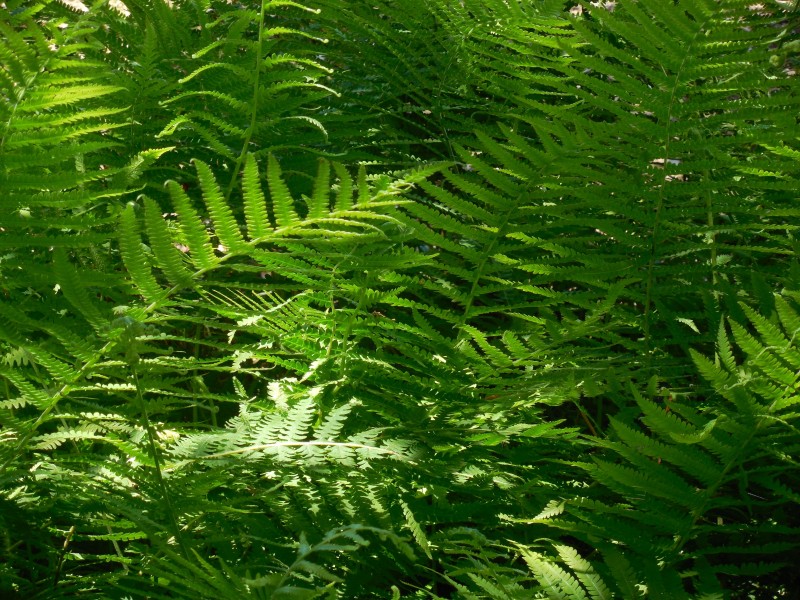 綠色蕨類植物圖片