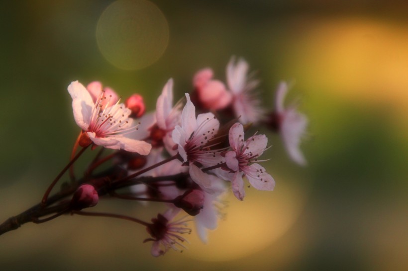 花朵茂盛的杏花圖片