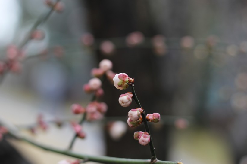 含苞待放的梅花圖片