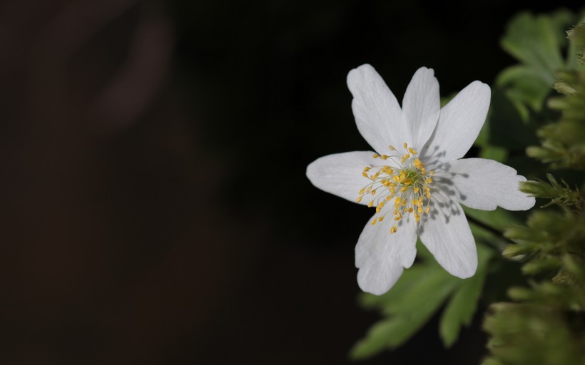 欧洲银莲花图片