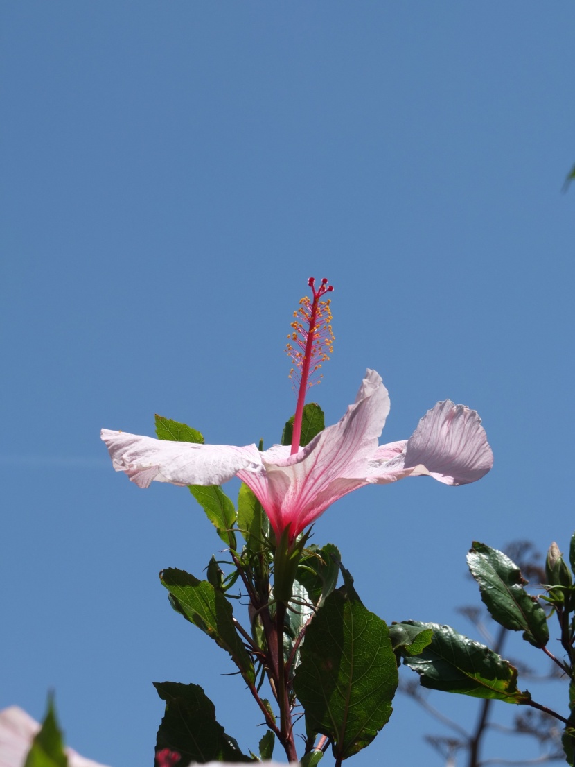 各種顏色的芙蓉花圖片