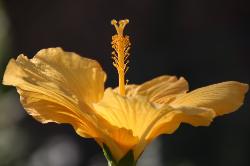 纤细纯洁的芙蓉花图片