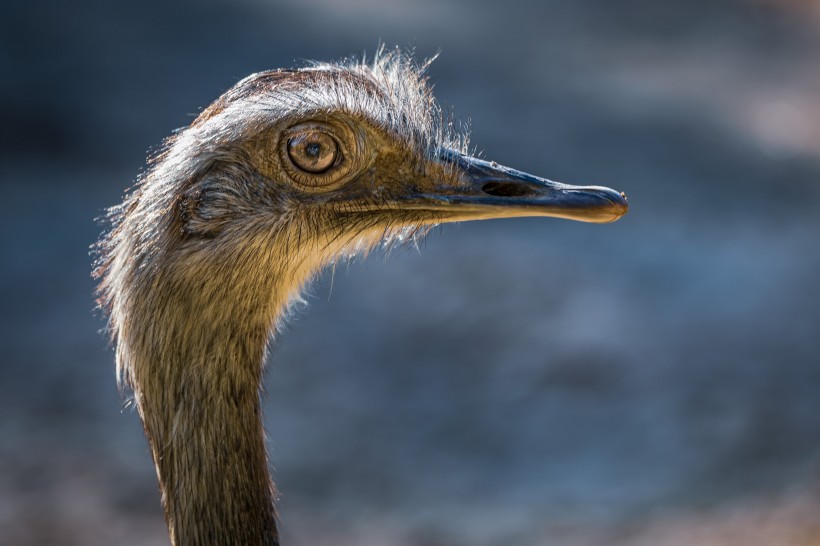 世界最大的鳥類鴕鳥圖片