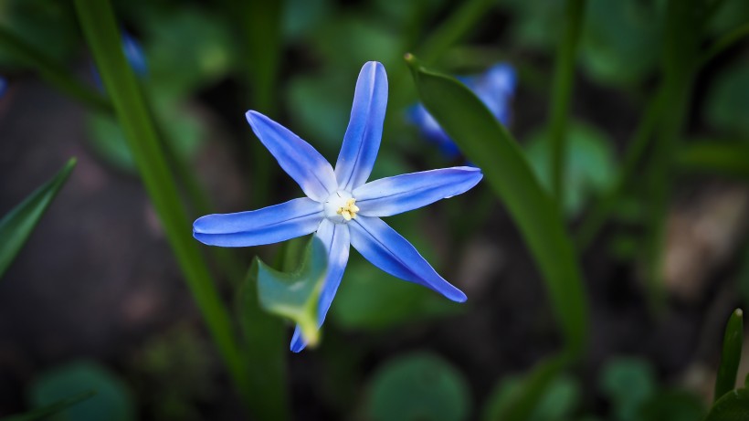 清新的蓝星花图片