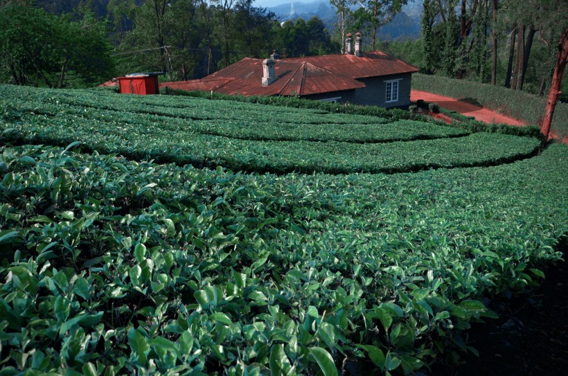 風(fēng)景優(yōu)美的茶樹圖片