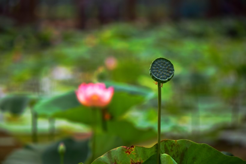 優(yōu)雅端莊的荷花圖片