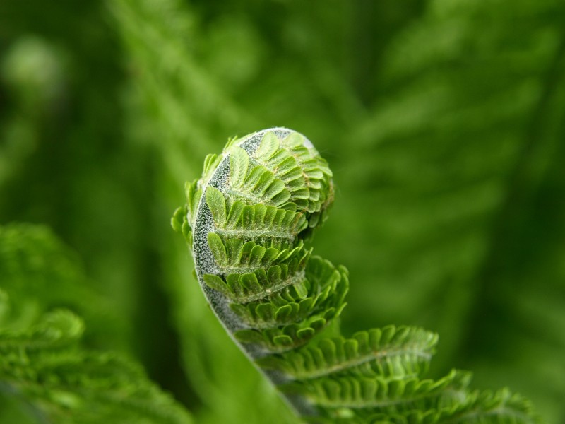 清新养眼的绿色蕨类植物图片