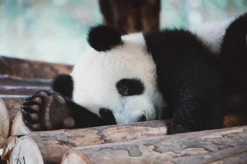 顽皮可爱的熊猫图片