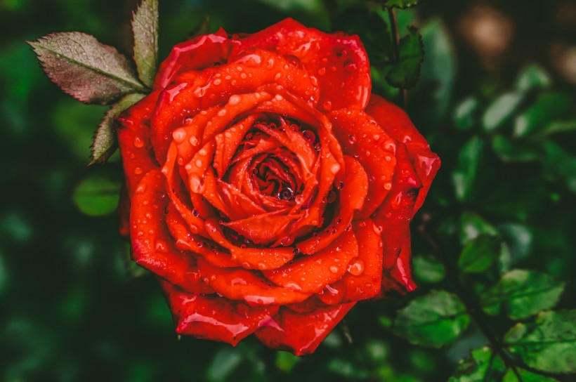 娇艳欲滴的红玫瑰图片