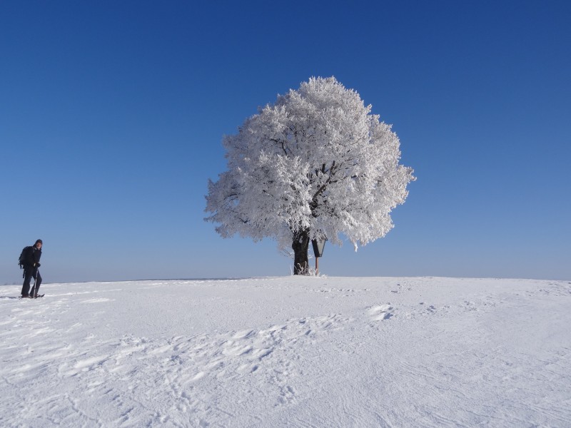 冬日里的雪树的特写图片