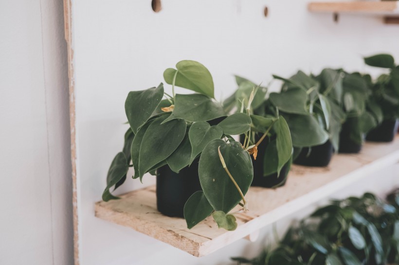 室內(nèi)的綠植盆栽圖片