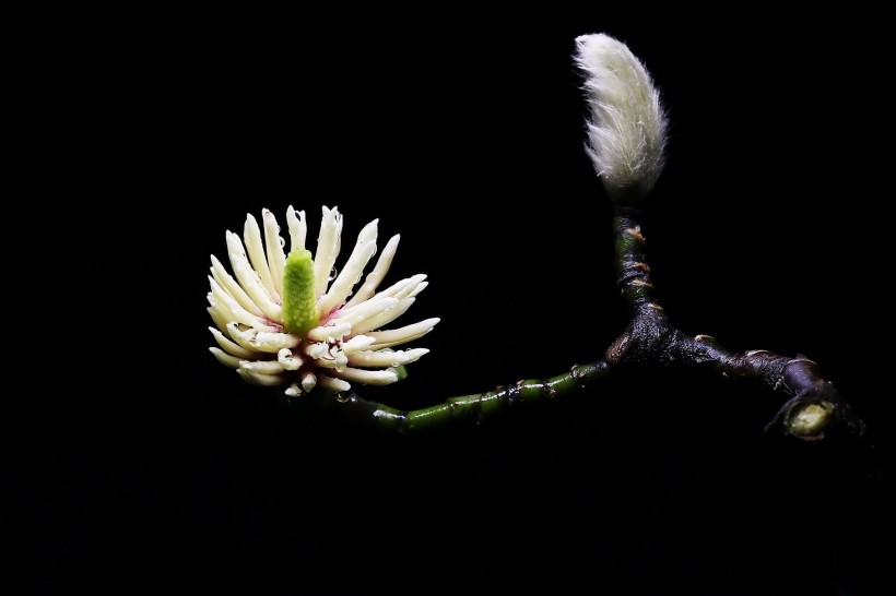 玉兰花花蕊图片