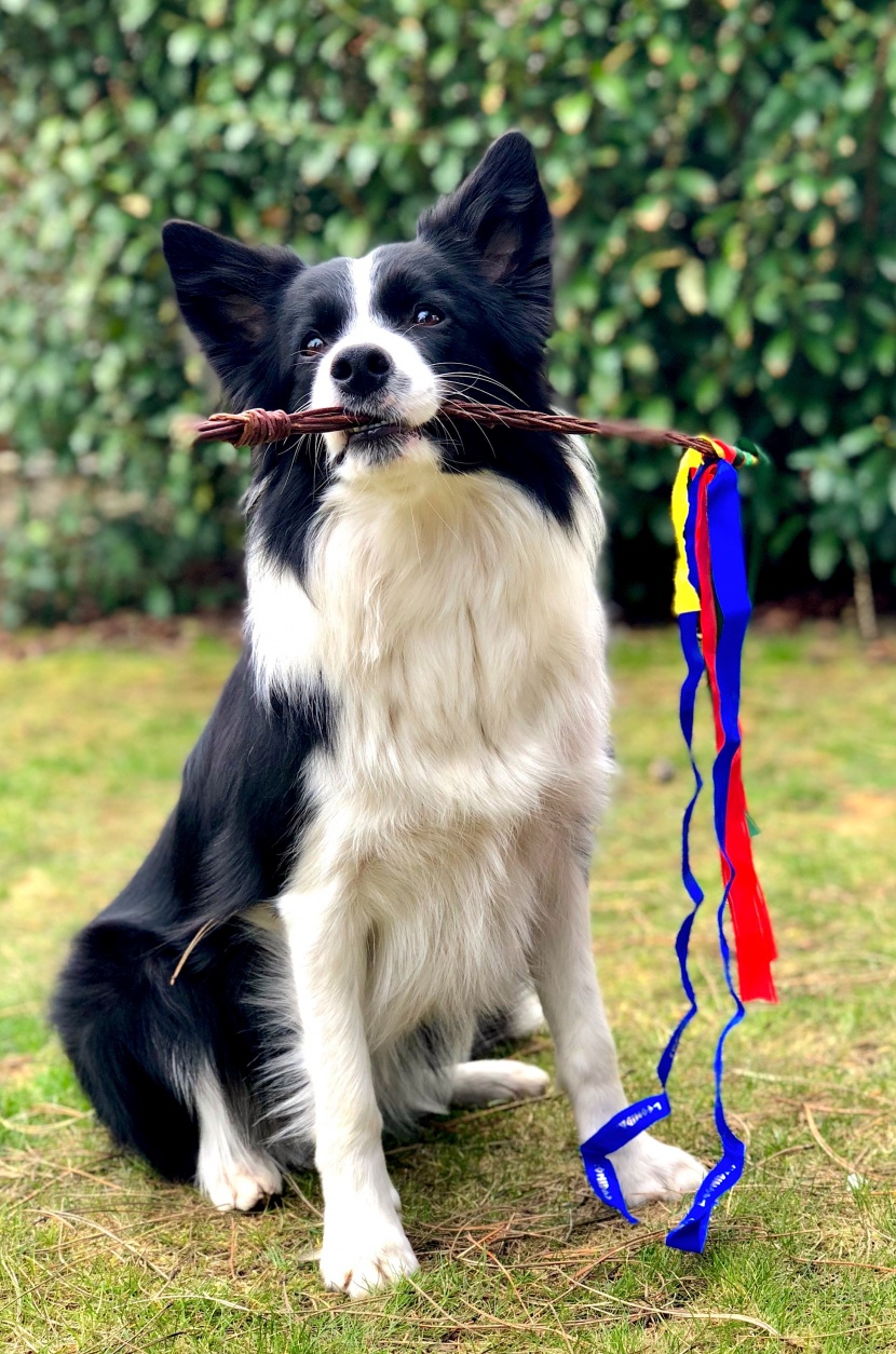 聰明敏銳的邊境牧羊犬圖片