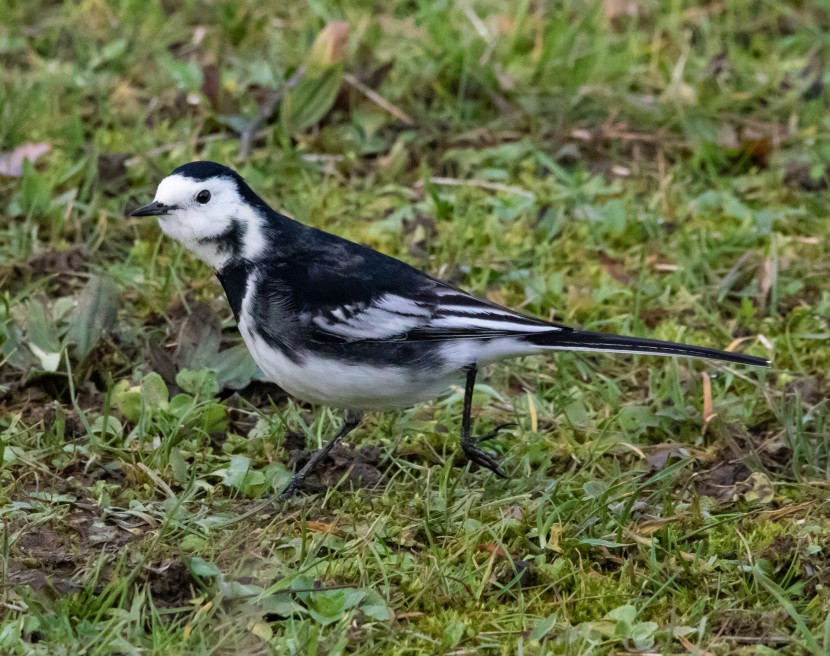 機(jī)靈可愛的鹡鸰鳥圖片