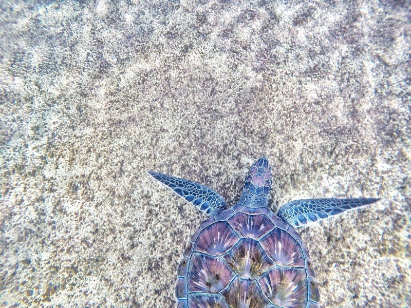 海洋里的海龟图片