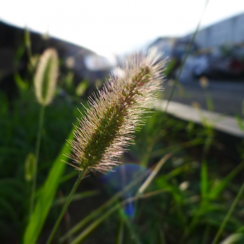 毛茸茸的狗尾草圖片