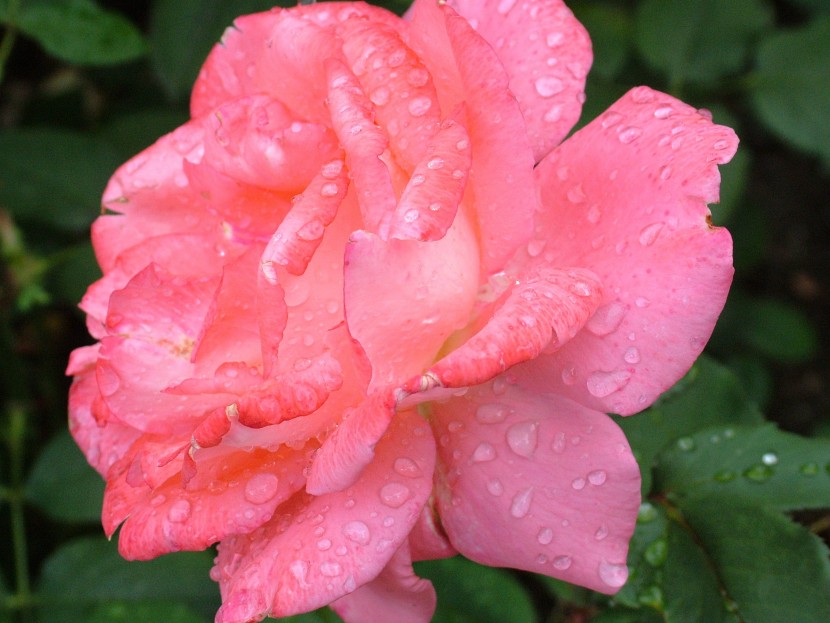 雨后的鲜花图片