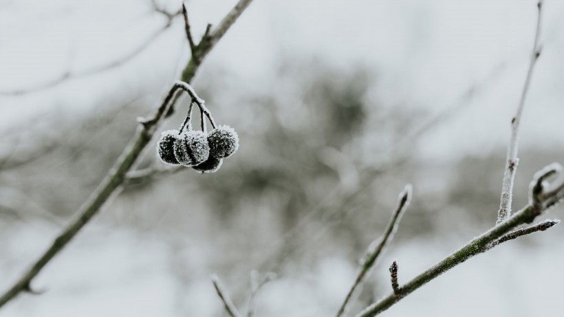 冰雪覆蓋的植物圖片