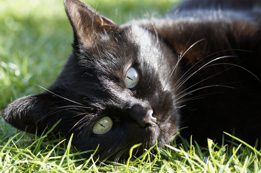 神秘独特的黑猫图片