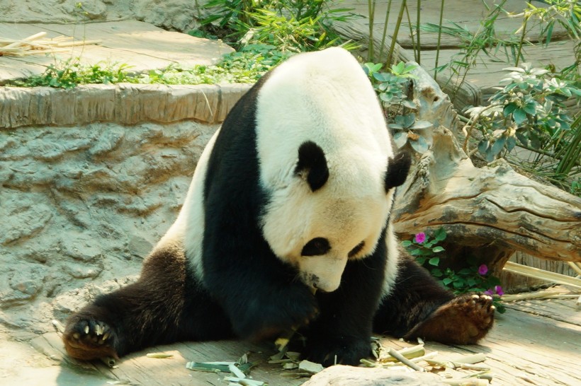 超萌超可爱的大熊猫图片