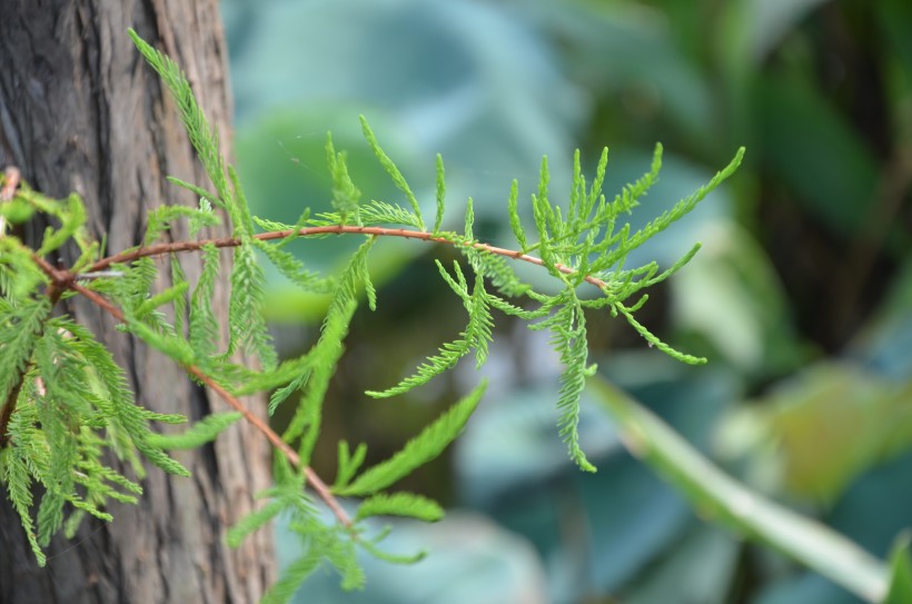 蒼翠綠色挺拔的松樹圖片