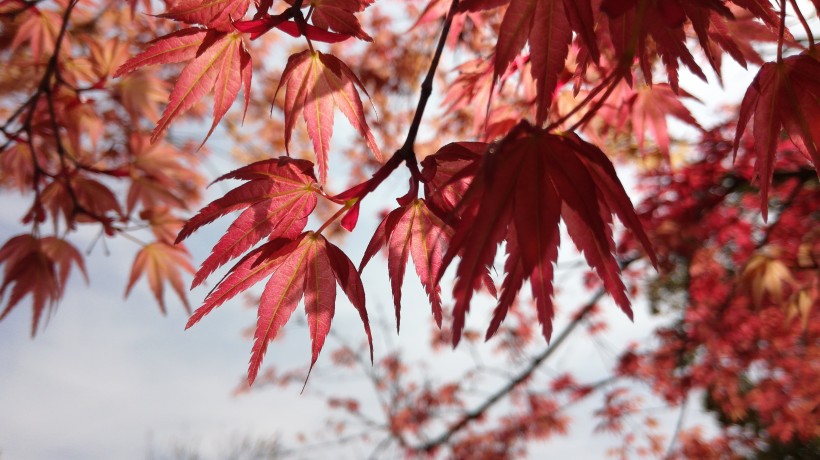 紅色的樹葉圖片