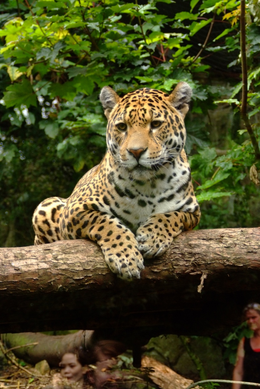 動物園里的獵豹圖片