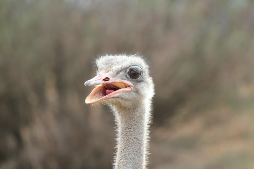 世界最大的鳥類鴕鳥圖片