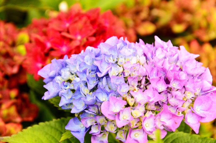 團(tuán)花錦簇各種顏色的繡球花圖片