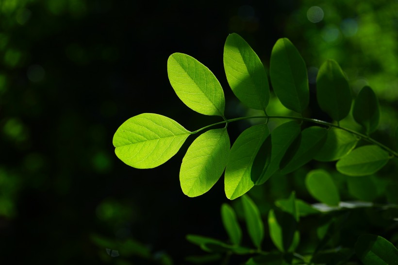 綠色的槐樹(shù)葉子圖片