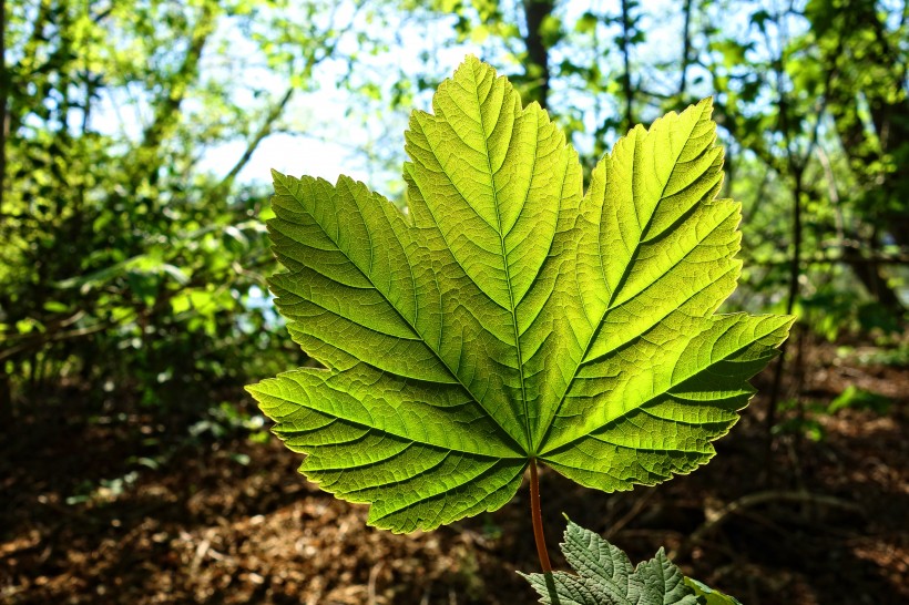 綠色清晰的葉子脈絡(luò)圖片