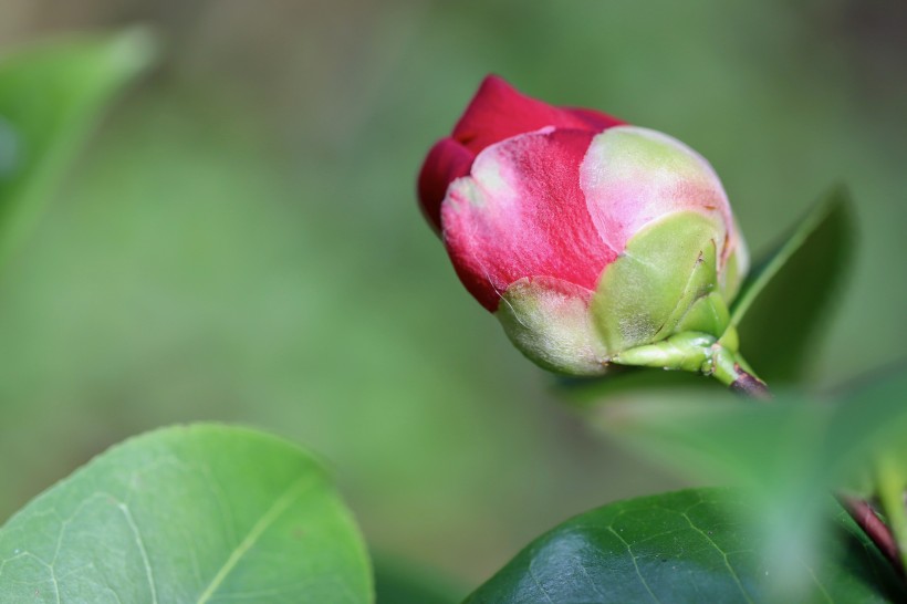 溫柔多情的茶花圖片