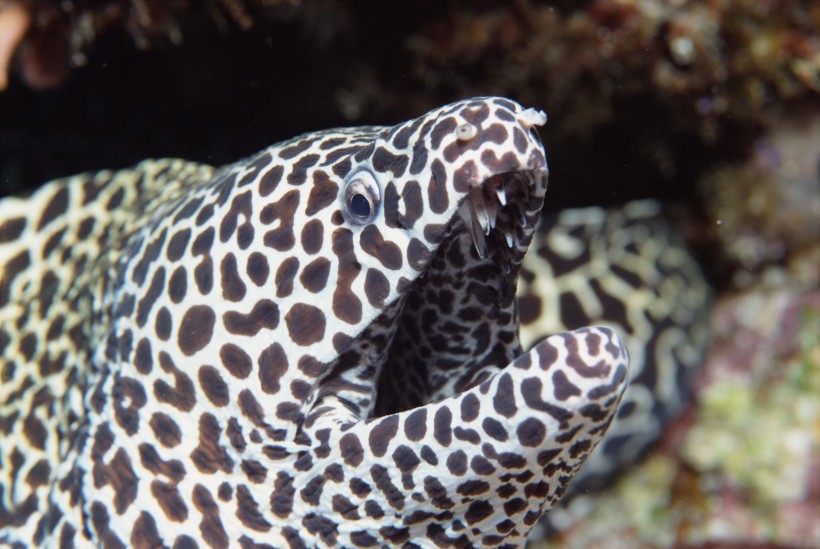 海洋鱼类生物特写图片