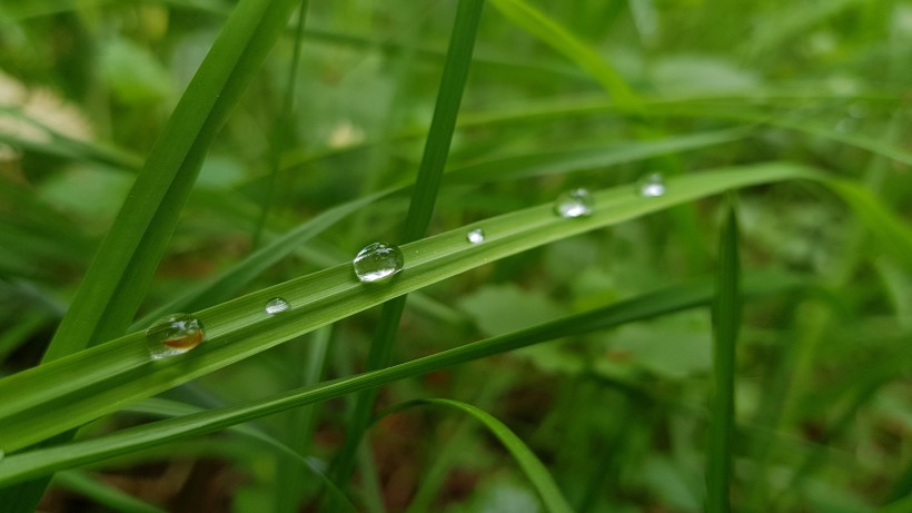 掛著水滴的綠葉圖片