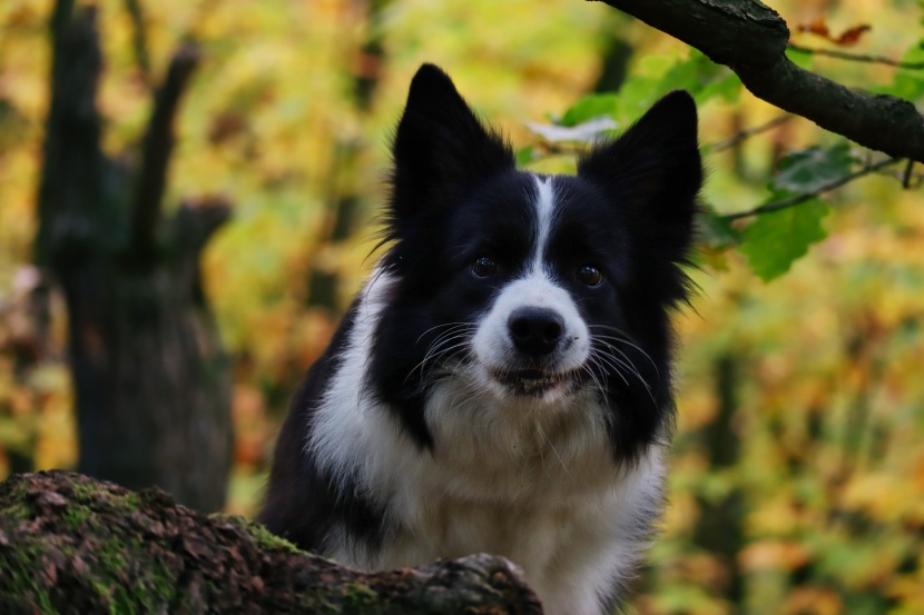 聰明敏銳的邊境牧羊犬圖片