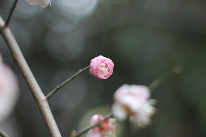 粉色的江梅花图片