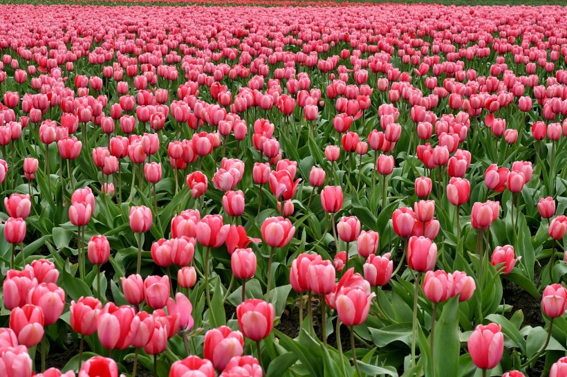 郁金香花田圖片