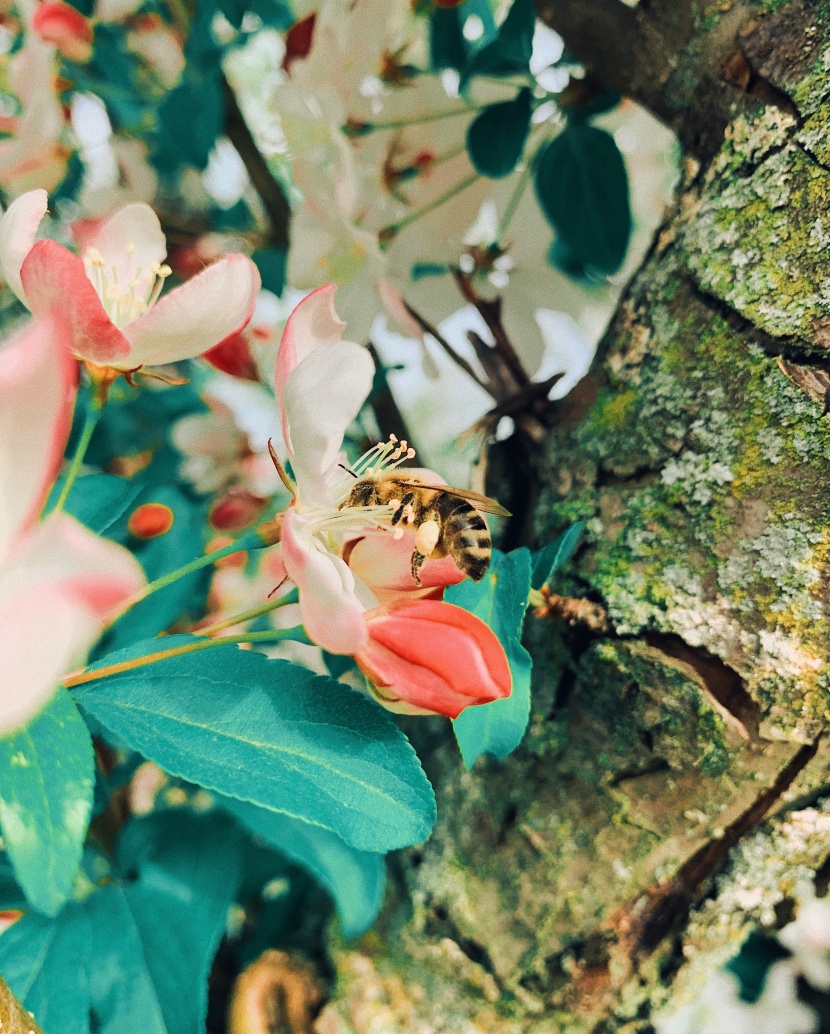 采花蜜的小蜜蜂圖片