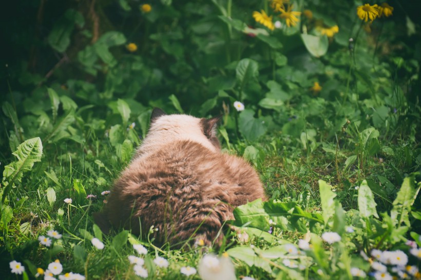 四肢发达脸圆头大的英国短毛猫图片