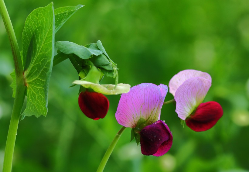 豌豆苗花圖片