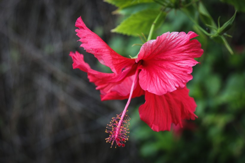 纤细清雅的芙蓉花图片