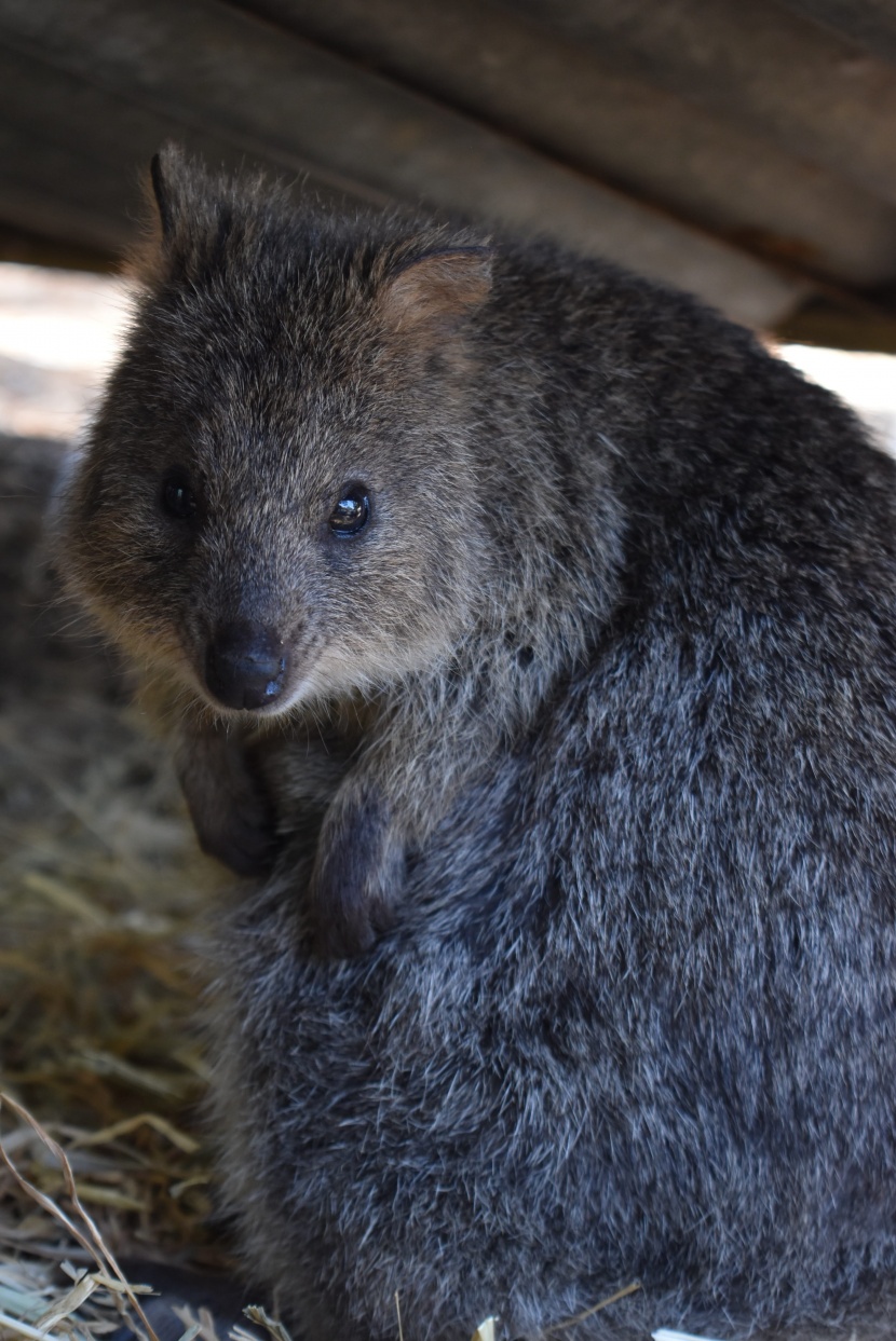 快乐的澳洲短尾矮袋鼠图片