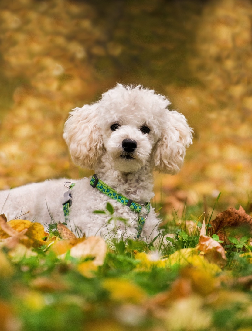 聰明活潑的迷你貴賓犬圖片