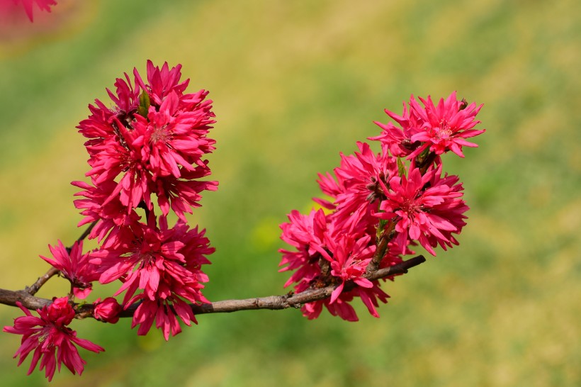 菊花桃圖片