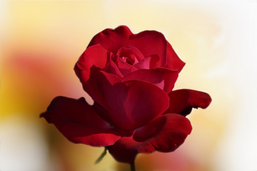 娇艳欲滴的红色玫瑰花图片